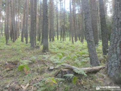 Monte de Valsaín, Río Eresma -Pesquerías Reales;rutas desde madrid vacaciones singles madrid trekkin